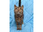 Adopt Rainbow Bright a Brown or Chocolate Domestic Shorthair / Domestic