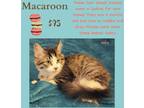 Adopt Macaroon a Brown Tabby Domestic Mediumhair (medium coat) cat in Decatur