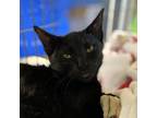 Adopt Candy a All Black Domestic Shorthair / Mixed cat in Ridgeland