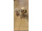 Adopt Gabbi a Tan/Yellow/Fawn Poodle (Toy or Tea Cup) / Mixed dog in House
