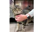 Adopt Elvis a Brown or Chocolate Domestic Shorthair / Domestic Shorthair / Mixed