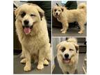 Adopt MAMBO a White - with Black Great Pyrenees / Mixed dog in Westminster