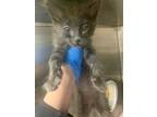 Adopt MOCHI a Gray or Blue Domestic Shorthair / Mixed (short coat) cat in San