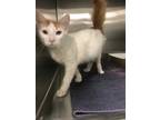 Adopt KYLE a Orange or Red Tabby Domestic Shorthair / Mixed (short coat) cat in