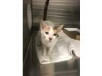 Adopt KIWI a Calico or Dilute Calico Domestic Shorthair / Mixed (short coat) cat
