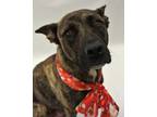 Adopt Sadie a Brown/Chocolate Shepherd (Unknown Type) / Mixed dog in Detroit