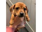 Adopt Newton a Mixed Breed (Medium) / Mixed dog in Jonesboro, AR (33657353)