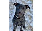 Adopt Wonton a Black Labrador Retriever / Mixed dog in Anderson, IN (33657341)
