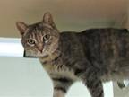 Adopt DAHLIA a Tortoiseshell Domestic Shorthair / Mixed (short coat) cat in