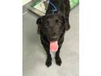 Adopt Casper a Black German Shepherd Dog / Mixed dog in Daytona Beach