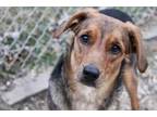 Adopt Cookie a Brown/Chocolate Mountain Cur / Beagle / Mixed dog in Manchester