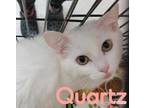 Adopt Quartz a White Domestic Mediumhair / Domestic Shorthair / Mixed cat in