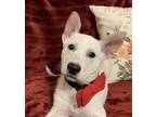 Adopt Frosty Lonestar a White Shepherd (Unknown Type) / Husky / Mixed dog in