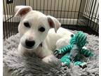 Adopt Snowball Lonestar a White Shepherd (Unknown Type) / Husky / Mixed dog in