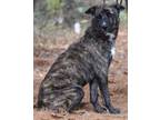 Adopt Rammer a Brindle Catahoula Leopard Dog / Shepherd (Unknown Type) / Mixed