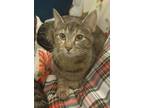 Adopt Mimi a Brown Tabby Domestic Shorthair (short coat) cat in Barrington