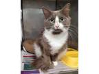 Adopt Riley a Gray or Blue Domestic Mediumhair / Domestic Shorthair / Mixed cat