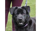 Adopt Rafiki a Chow Chow / Labrador Retriever / Mixed dog in Raleigh