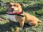 Adopt WOODY a Brown/Chocolate - with White American Pit Bull Terrier / Mixed dog