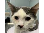 Adopt Gage a Domestic Mediumhair / Mixed cat in Kingston, NY (33656999)