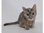 Adopt Cee Cee a Tortoiseshell Domestic Shorthair (short coat) cat in Jefferson