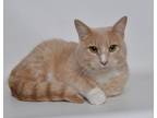Adopt Gerard a Tan or Fawn Domestic Shorthair (short coat) cat in Jefferson