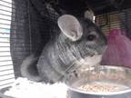 Adopt EVIE a Silver or Gray Chinchilla / Mixed small animal in Palmer