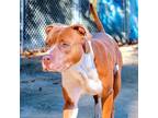 Adopt PISTON a Brown/Chocolate - with White American Pit Bull Terrier / Mixed