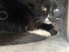 Adopt Matcha a All Black Domestic Shorthair / Domestic Shorthair / Mixed cat in