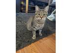 Adopt Obi a Brown Tabby Domestic Shorthair / Mixed (short coat) cat in Perry