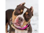 Adopt Mama Fratelli a American Pit Bull Terrier / Mixed dog in Richmond
