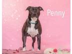 Adopt Penny a Black American Pit Bull Terrier / Mixed dog in Newport News