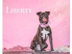 Adopt Liberty a Black American Pit Bull Terrier / Mixed dog in Newport News