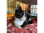 Adopt Monet (loves to be held) a Calico or Dilute Calico Calico (short coat) cat