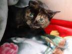 Adopt Nutmeg a All Black Domestic Mediumhair / Domestic Shorthair / Mixed cat in