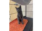 Adopt Lizzie a Gray or Blue Domestic Shorthair / Domestic Shorthair / Mixed cat