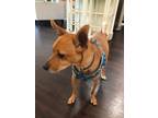 Adopt Bunny a Tan/Yellow/Fawn Fox Terrier (Toy) / Mixed dog in Boca Raton