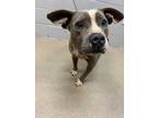 Adopt Daisy* a Gray/Blue/Silver/Salt & Pepper Mixed Breed (Large) / Mixed dog in