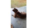 Adopt Libby a Brown/Chocolate Mastiff / Labrador Retriever / Mixed dog in