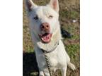 Adopt 2112-0055 Nanuk a White Husky / Mixed dog in Virginia Beach, VA (33656379)