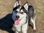 Adopt 2112-1572 North a Black - with White Husky / Mixed dog in Virginia Beach