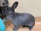 Adopt 2201-1585 Jelly Bean a Other/Unknown / Mixed (short coat) rabbit in