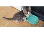Adopt Chazz a Gray, Blue or Silver Tabby American Shorthair / Mixed (short coat)