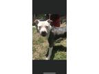 Adopt Niko a Gray/Blue/Silver/Salt & Pepper American Pit Bull Terrier / Mixed