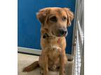 Adopt 49415337 a Red/Golden/Orange/Chestnut Labrador Retriever / Mixed dog in