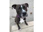 Adopt FENDY a Brindle American Pit Bull Terrier / Mixed dog in Toledo