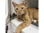 Adopt Gibbs a Orange or Red Domestic Shorthair / Mixed cat in Fort Lauderdale