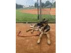 Adopt Vlad a Brown/Chocolate - with Black German Shepherd Dog / Mixed dog in