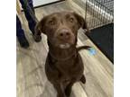 Adopt Jill a Brown/Chocolate Labrador Retriever / Mixed dog in Watertown