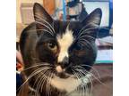 Adopt Yoda a All Black Domestic Shorthair / Mixed cat in Watertown